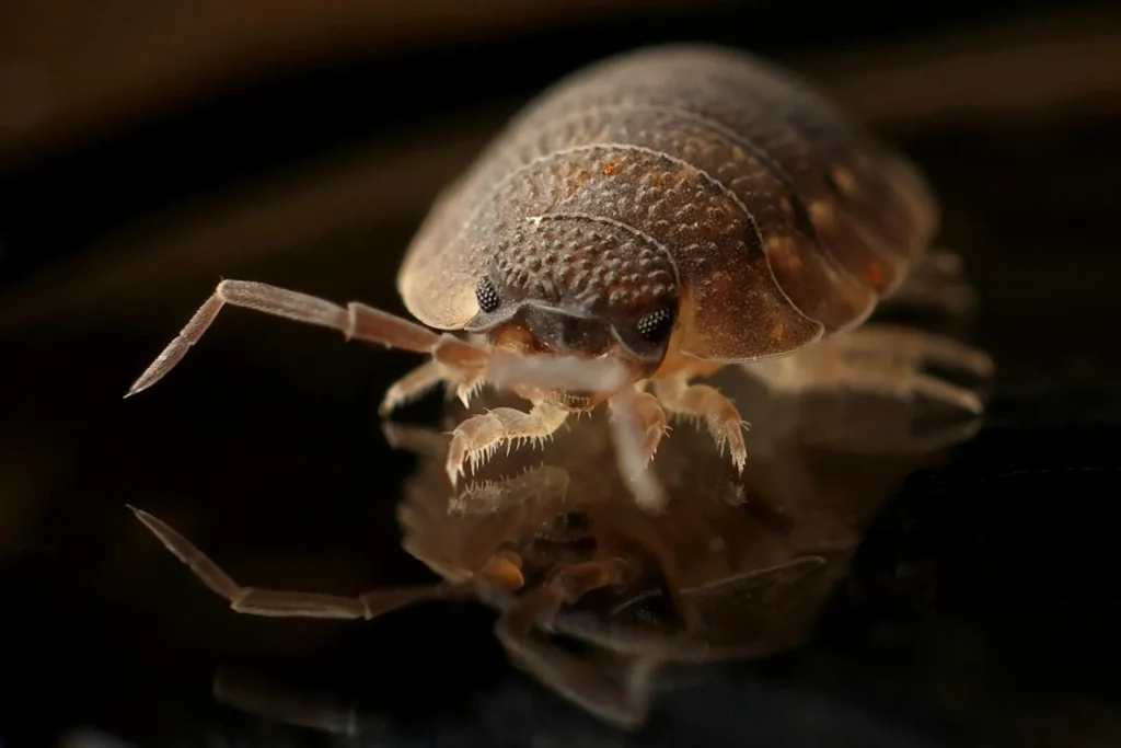 Bed Bug Treatment - Pest Control in Stockbridge, GA | Pest Control Stockbridge