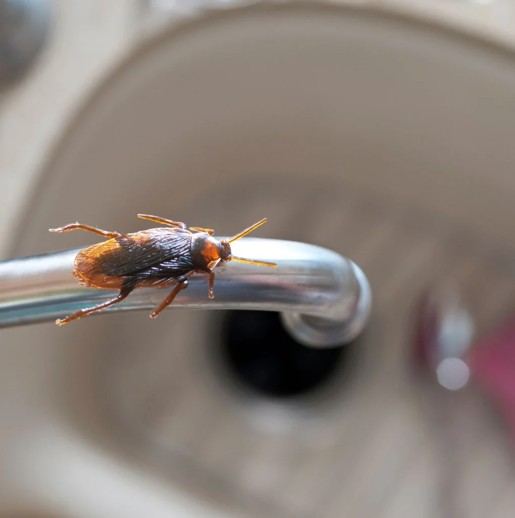Professional Pest Control Services to Keep Your Home Roach-Free
