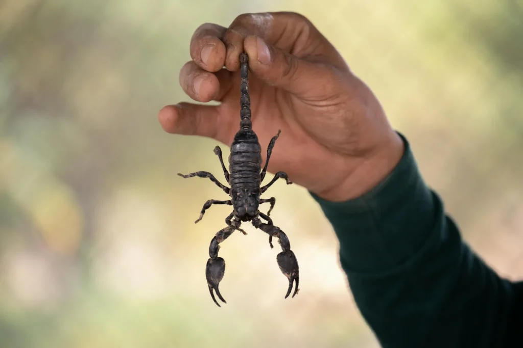 Scorpion Control - Pest Control in Stockbridge, GA | Pest Control Stockbridge