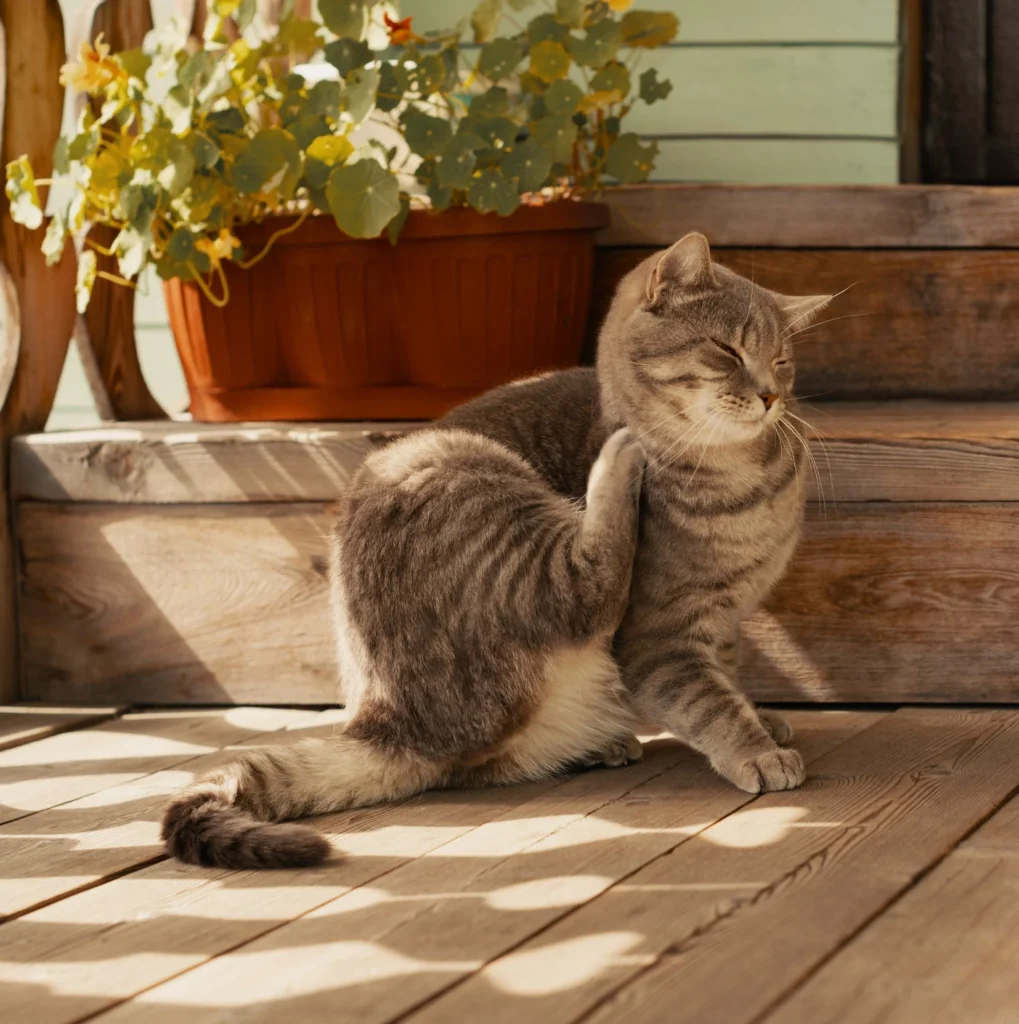Signs of a Flea or Tick Infestation