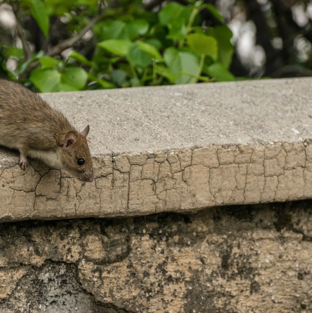 Signs of a Rodent Infestation