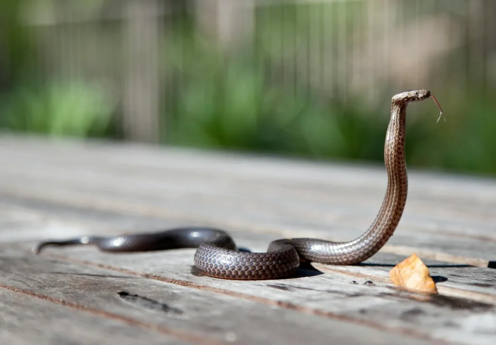 Snake Removal - Pest Control in Stockbridge, GA | Pest Control Stockbridge