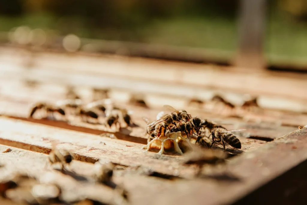 Termite Pest Control in Stockbridge, GA | Pest Control Stockbridge